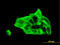 Desmocollin 3 antibody, LS-C197082, Lifespan Biosciences, Immunofluorescence image 