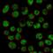 Zinc Fingers And Homeoboxes 2 antibody, PA5-52344, Invitrogen Antibodies, Immunofluorescence image 