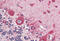 Calreticulin antibody, MBS245887, MyBioSource, Immunohistochemistry frozen image 