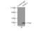 Voltage Dependent Anion Channel 1 antibody, 10866-1-AP, Proteintech Group, Immunoprecipitation image 