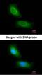 Coiled-Coil Domain Containing 68 antibody, NBP1-31622, Novus Biologicals, Immunofluorescence image 