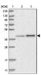 Circadian Associated Repressor Of Transcription antibody, NBP1-88685, Novus Biologicals, Western Blot image 