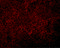 Jumonji Domain Containing 4 antibody, 5379, ProSci, Immunofluorescence image 