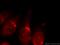 Ankyrin Repeat Domain 26 antibody, 20035-1-AP, Proteintech Group, Immunofluorescence image 