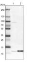 Proteasome assembly chaperone 3 antibody, NBP1-86725, Novus Biologicals, Western Blot image 
