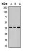 Aurora Kinase B antibody, orb393219, Biorbyt, Western Blot image 