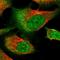 Ring Finger Protein 111 antibody, HPA038576, Atlas Antibodies, Immunofluorescence image 