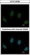 Cilia And Flagella Associated Protein 46 antibody, GTX119794, GeneTex, Immunocytochemistry image 