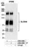 Sodium/hydrogen exchanger 6 antibody, A304-448A, Bethyl Labs, Immunoprecipitation image 