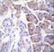 Carboxypeptidase B1 antibody, LS-C166985, Lifespan Biosciences, Immunohistochemistry frozen image 
