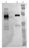 Plasminogen Activator, Tissue Type antibody, GTX79624, GeneTex, Western Blot image 