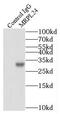 Mitochondrial Ribosomal Protein L24 antibody, FNab05323, FineTest, Immunoprecipitation image 