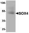 SRY-Box 4 antibody, MBS153450, MyBioSource, Western Blot image 