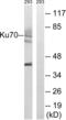 X-Ray Repair Cross Complementing 6 antibody, LS-B7560, Lifespan Biosciences, Western Blot image 