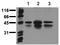 Cyclic AMP-responsive element-binding protein 1 antibody, AM00027PU-N, Origene, Western Blot image 