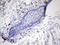Premelanosome Protein antibody, LS-C338671, Lifespan Biosciences, Immunohistochemistry frozen image 