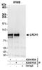 Leucine Rich Repeats And Calponin Homology Domain Containing 1 antibody, A304-910A, Bethyl Labs, Immunoprecipitation image 
