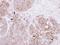 Alpha-catulin antibody, LS-C186252, Lifespan Biosciences, Immunohistochemistry frozen image 