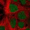 Proline And Serine Rich 1 antibody, HPA055687, Atlas Antibodies, Immunofluorescence image 