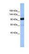 Coatomer Protein Complex Subunit Beta 1 antibody, NBP1-53091, Novus Biologicals, Western Blot image 
