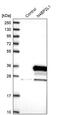 NEDD4 Binding Protein 2 Like 1 antibody, PA5-58616, Invitrogen Antibodies, Western Blot image 