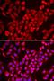 Transition Protein 2 antibody, orb373473, Biorbyt, Immunofluorescence image 