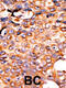 Pantothenate Kinase 3 antibody, 62-696, ProSci, Immunohistochemistry paraffin image 