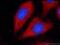 Vesicle-associated membrane protein 7 antibody, 22268-1-AP, Proteintech Group, Immunofluorescence image 