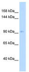 Neural Precursor Cell Expressed, Developmentally Down-Regulated 9 antibody, TA339893, Origene, Western Blot image 