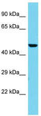 Exonuclease 3'-5' Domain Containing 2 antibody, TA331871, Origene, Western Blot image 
