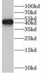 SMOX antibody, FNab08039, FineTest, Western Blot image 