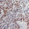 Histone H3 antibody, abx133043, Abbexa, Western Blot image 