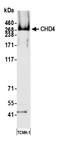 Chromodomain Helicase DNA Binding Protein 4 antibody, A700-066, Bethyl Labs, Western Blot image 