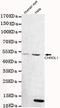 Chordin Like 1 antibody, MA5-24380, Invitrogen Antibodies, Western Blot image 
