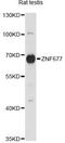 Zinc Finger Protein 677 antibody, A14981, ABclonal Technology, Western Blot image 