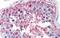Follicle-stimulating hormone receptor antibody, GTX71309, GeneTex, Immunohistochemistry paraffin image 