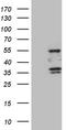 Sperm Associated Antigen 4 antibody, TA809875, Origene, Western Blot image 