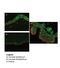 RB Binding Protein 9, Serine Hydrolase antibody, 31-275, ProSci, Immunofluorescence image 