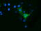 Ornithine Decarboxylase 1 antibody, M03138-1, Boster Biological Technology, Immunofluorescence image 