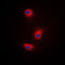 Dopachrome Tautomerase antibody, LS-C352108, Lifespan Biosciences, Immunofluorescence image 