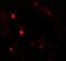 P-LAP antibody, A05092, Boster Biological Technology, Immunofluorescence image 