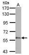 Membrane Palmitoylated Protein 6 antibody, TA308355, Origene, Western Blot image 