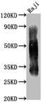 CD63 Molecule antibody, CSB-MA004950A0m, Cusabio, Western Blot image 