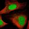 High Mobility Group Nucleosomal Binding Domain 3 antibody, PA5-55738, Invitrogen Antibodies, Immunofluorescence image 