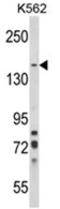VPS10 domain-containing receptor SorCS1 antibody, AP18206PU-N, Origene, Western Blot image 