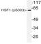 Heat Shock Transcription Factor 1 antibody, AP20867PU-N, Origene, Western Blot image 
