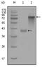 CK-19 antibody, AM06287SU-N, Origene, Western Blot image 
