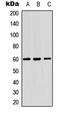 Zinc Finger C3HC-Type Containing 1 antibody, LS-C368553, Lifespan Biosciences, Western Blot image 