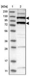 SWI/SNF Related, Matrix Associated, Actin Dependent Regulator Of Chromatin, Subfamily A Like 1 antibody, PA5-54181, Invitrogen Antibodies, Western Blot image 