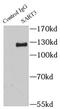 Spliceosome Associated Factor 3, U4/U6 Recycling Protein antibody, FNab07612, FineTest, Immunoprecipitation image 